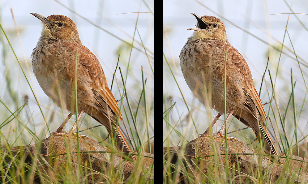Eastern Long-billed  Lark